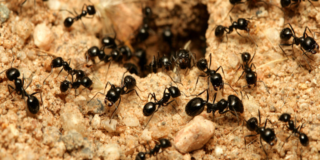 small-ants-1024x512.jpg