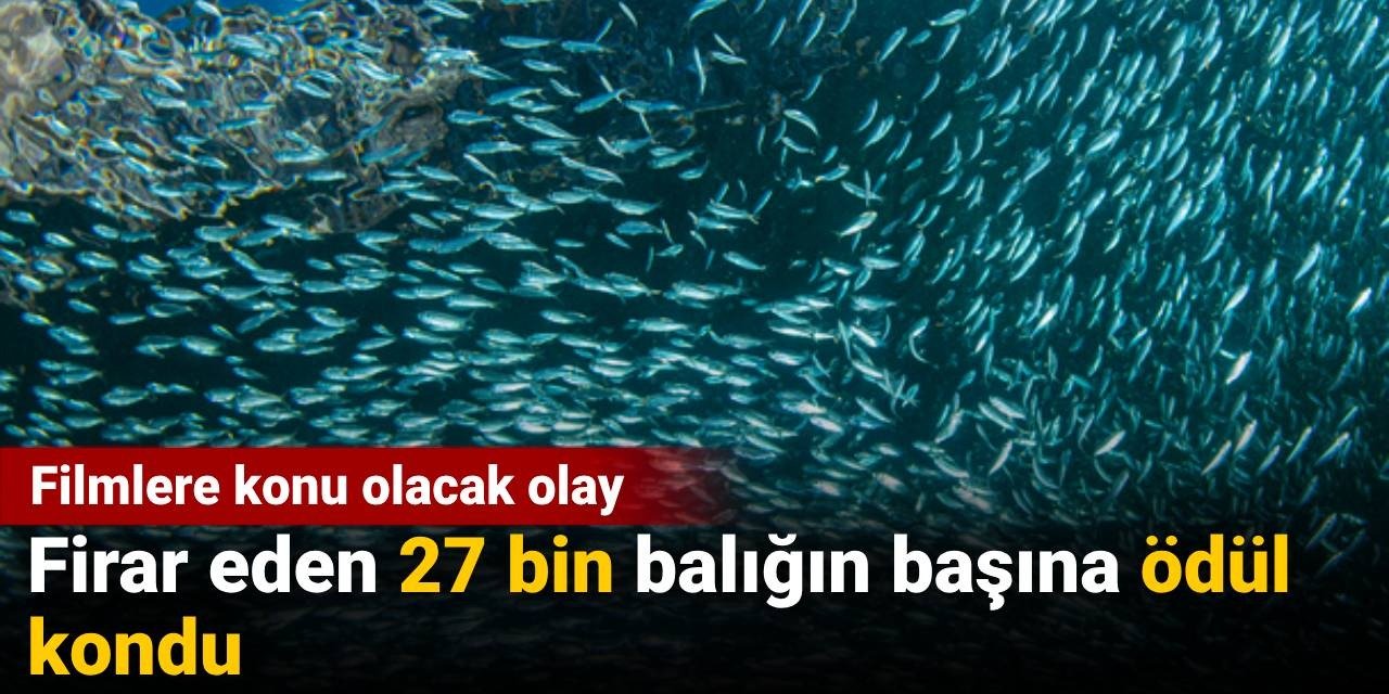 Filmlere konu olacak olay: Firar eden 27 bin balığın başına ödül kondu