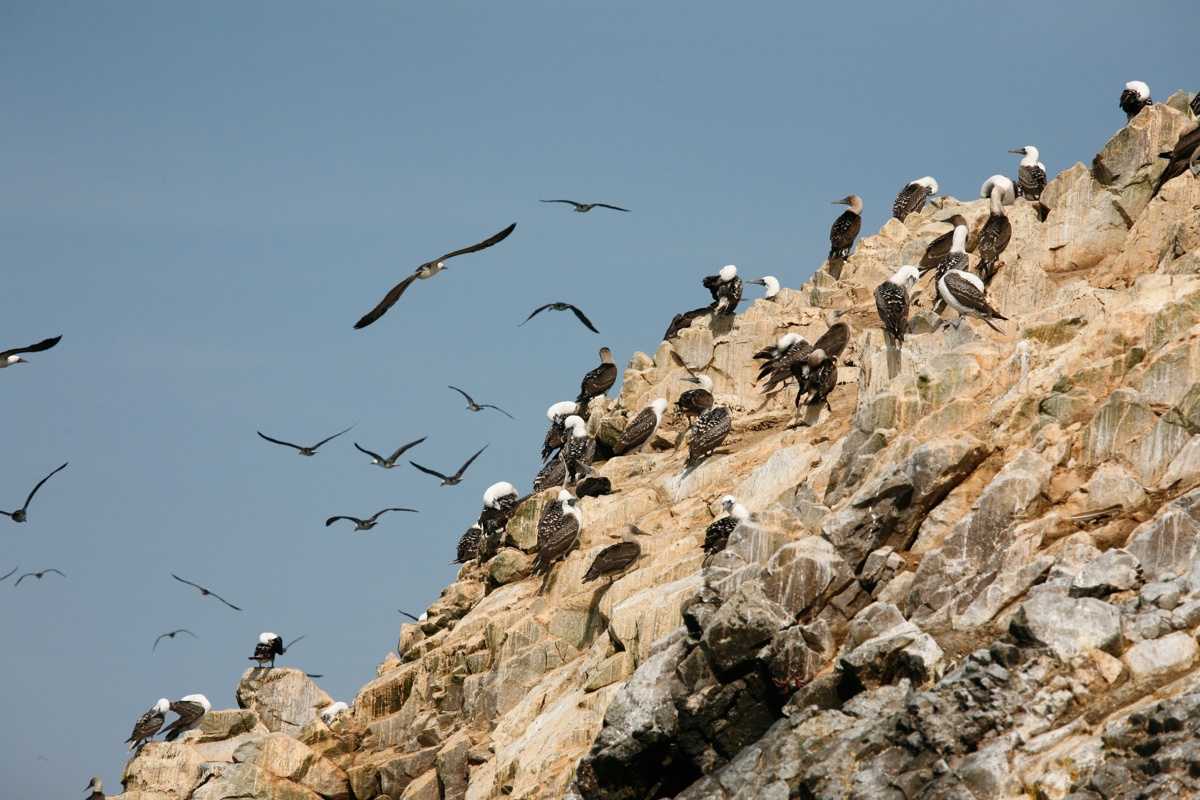 the-guano-and-peruvian-booby-birds-6990616208.jpg