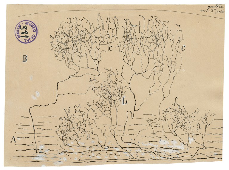 Santiago Ramon Cajal ve Nöron Doktrini