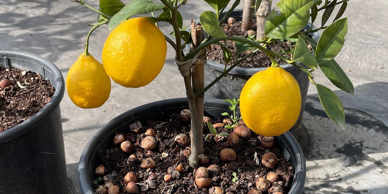 Evde kendi limonunuzu yetiştirin : Bakın usta çiçekçiler nasıl yetiştiriyorlar