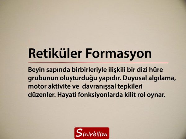 Retiküler Formasyon