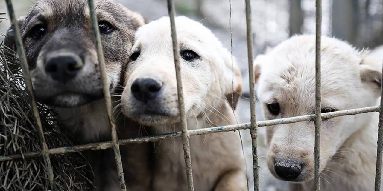 Tunceli'de sokak köpeklerini toplatma kararı!