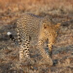 Leoparlar Kükremelerinden Tanınabiliyor