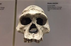 Homo Erectus 1.2 Milyon Yıl Önce Sert Çöllere Uyum Sağlamıştı